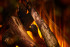 New Forest 1600 with Deluxe Real logs в Сыктывкаре