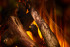 New Forest 870 with Deluxe Real logs в Сыктывкаре