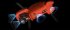 Квадрокоптер Autel Evo II Pro 6K + жесткий кейс в Сыктывкаре